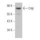 C4β Antibody (D-12) - Western Blotting - Image 363114