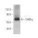 C4BPα Antibody (D-5) - Western Blotting - Image 375010