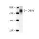 C4BPβ Antibody (E-1) - Western Blotting - Image 396087