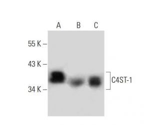 C4ST-1 Antibody (L18) - Western Blotting - Image 131704 
