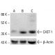 C4ST-1 Antibody (L18) - Western Blotting - Image 412750