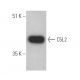 C5L2 Antibody (E-8) - Western Blotting - Image 394989 