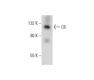C6 Antibody (B-3) - Western Blotting - Image 289573The Double Nickase Plasmid features a U6 promoter for sgRNA expression, a 20 nt targeting sequence, and a gRNA scaffold to guide Cas9n. It includes a CBh promoter for Cas9n (D10A) and puromycin resistance, GFP for transfection verification, and nuclear localization signals (NLS). The 2A peptide allows co-expression of Cas9n and Puro from a single promoter, enabling precise genome editing with reduced off-target effects.
