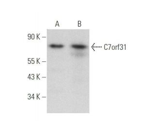 C7orf31 Antibody (F-7) - Western Blotting - Image 350826