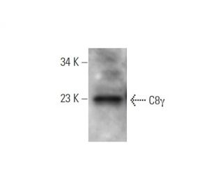 C8&gamma; Antibody (H-10) - Western Blotting - Image 344272 