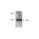C8γ Antibody (H-10) - Western Blotting - Image 344272 