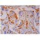 C9 Antibody (E-3) - Immunohistochemistry - Image 298942 