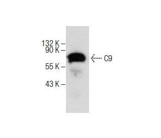 C9 Antibody (E-3) - Western Blotting - Image 285140 