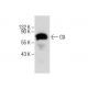 C9 Antibody (E-3) - Western Blotting - Image 285140 