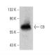 C9 Antibody (E-3) - Western Blotting - Image 385163