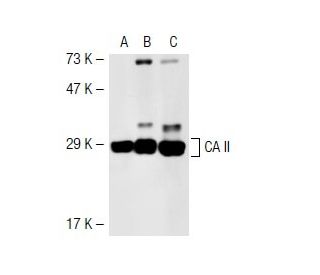 CA II Antibody (D-8) - Western Blotting - Image 41551