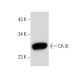 CA III Antibody (E-3) - Western Blotting - Image 306617