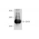 CA III Antibody (E-4) - Western Blotting - Image 304308 