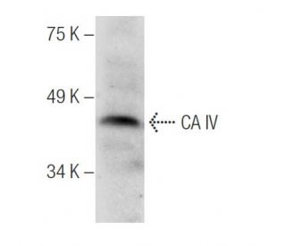 CA IV Antibody (E-6) - Western Blotting - Image 287888 