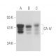 CA IV Antibody (H-5) - Western Blotting - Image 15794