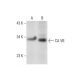 CA VB Antibody (G-1) - Western Blotting - Image 299147