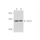 CA VI Antibody (H-8) - Western Blotting - Image 331203 