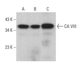 CA VIII Antibody (C-5) - Western Blotting - Image 383065 