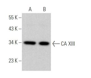 CA XIII Antibody (G-11) - Western Blotting - Image 370072 