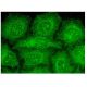 Cabin-1 Antibody (B-11) - Immunofluorescence - Image 324932 
