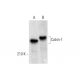 Cabin-1 Antibody (B-11) - Western Blotting - Image 318023 