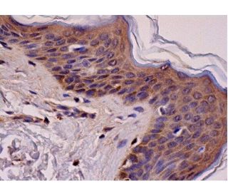 Cables1 Antibody (D-10) - Immunohistochemistry - Image 286442 