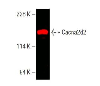 Cacna2d2 Antibody (G-5) - Western Blotting - Image 386726