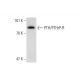 PTH/PTHrP-R Antibody (3D1.1) - Western Blotting - Image 145061