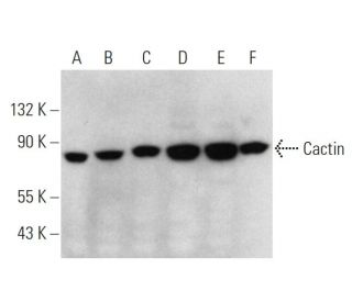 Cactin Antibody (D-10) - Western Blotting - Image 346552