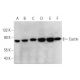 Cactin Antibody (D-10) - Western Blotting - Image 346552