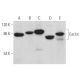 Cactin Antibody (D-10) - Western Blotting - Image 370130 