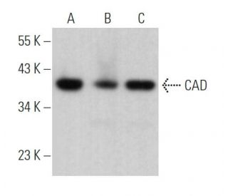 CAD Antibody (F-11) - Western Blotting - Image 363834 