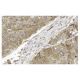 CAD Antibody (H-1) - Immunohistochemistry - Image 13264 
