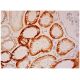 cadherin-16 Antibody (H-10) - Immunohistochemistry - Image 306955