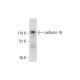 cadherin-16 Antibody (H-10) - Western Blotting - Image 294093 