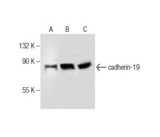 cadherin-19 Antibody (D-1) - Western Blotting - Image 164515