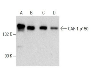 CAF-1 p150 Antibody (p150-1) - Western Blotting - Image 358404 