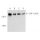 CAF-1 p150 Antibody (SS 1 1-13) - Western Blotting - Image 358405 