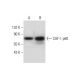CAF-1 p60 Antibody (B-10) - Western Blotting - Image 297839 