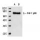 CAF-1 p60 Antibody (SS 53) - Western Blotting - Image 14800