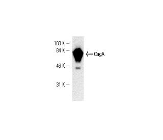 CagA Antibody (A-10) - Western Blotting - Image 9535 