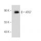 ATG7 Antibody (B-9) - Western Blotting - Image 154700