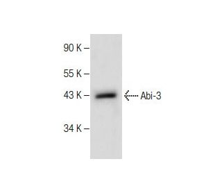 Abi-3 Antibody (C-7) - Western Blotting - Image 281146 