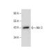 Abi-3 Antibody (C-7) - Western Blotting - Image 281146 