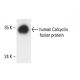 Calcyclin Antibody (7D11A8) - Western Blotting - Image 404641