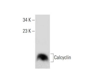 Calcyclin Antibody (F-1) - Western Blotting - Image 136979