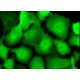 Calgizzarin Antibody (B-5) - Immunofluorescence - Image 375818 