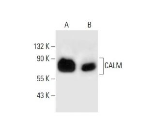 CALM Antibody (A-2) - Western Blotting - Image 289691 