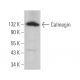 Calmegin Antibody (B-11) - Western Blotting - Image 371111