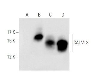 CaM Antibody (G-3) - Western Blotting - Image 56510Each CRISPR/Cas9 Knockout (KO) Plasmid product consists of a pool of 3 plasmids designed to ensure identification and cleavage of a specific gene for maximum knockout efficiency. Each plasmid encodes a unique 20 nt sequence derived from the GeCKO (v2) library.